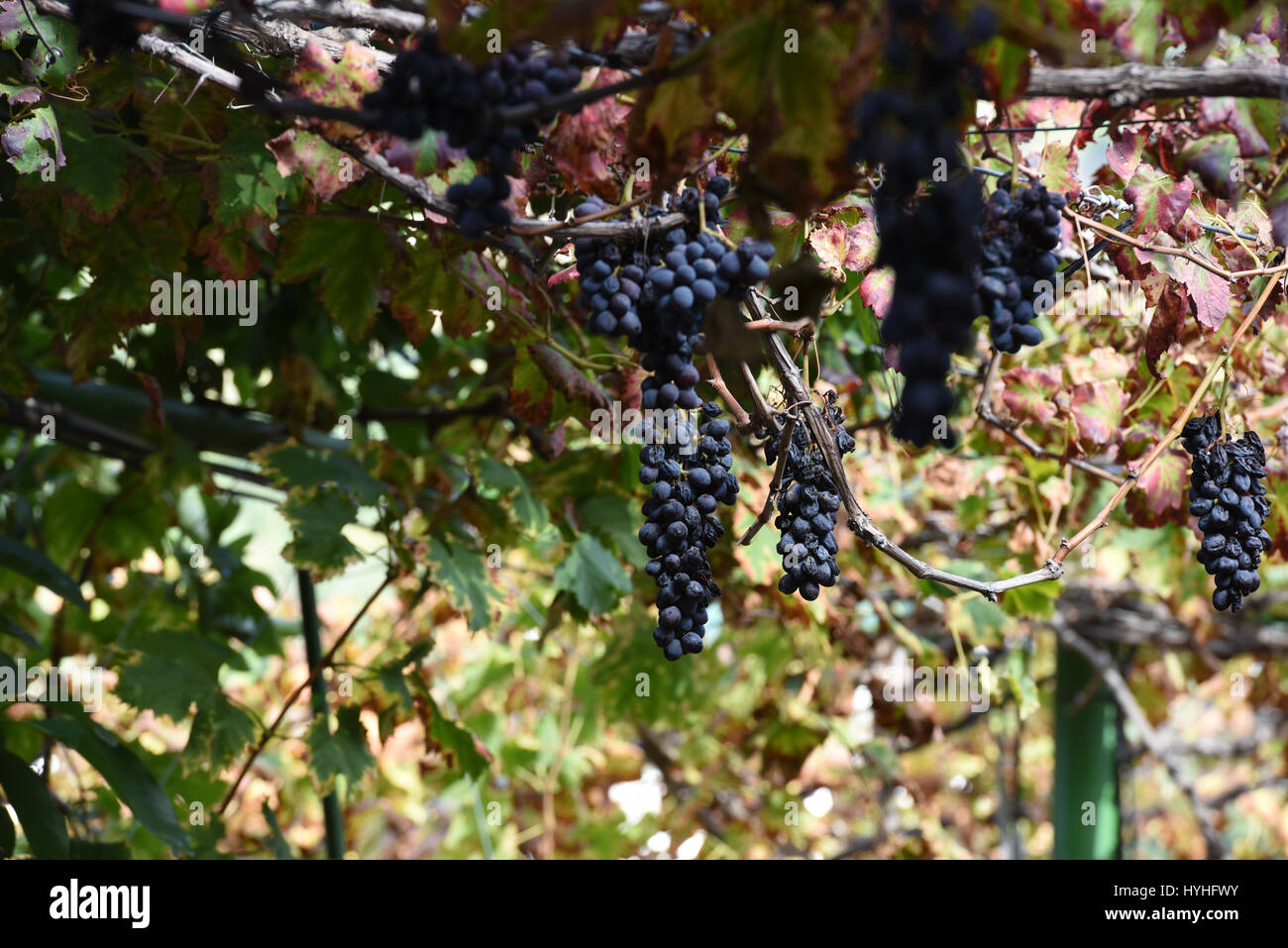 Rowan Tree Planting Fruit tree long grass hi-res stock photography and images - Alamy