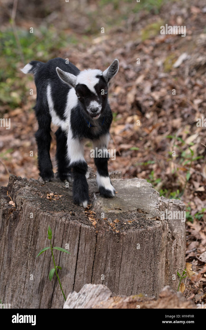 One Week Old Baby Nigerian Dwarf Goat Playing Outside On Tree Stump Stock Photo Alamy