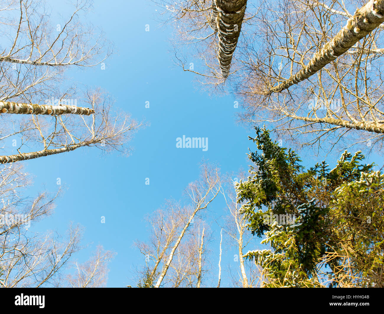snowy winter trees on bright blue sky background Stock Photo - Alamy