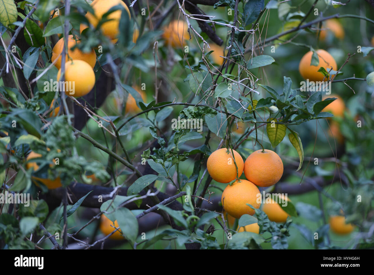 Sunlight on orange tree with oranges Stock Photo