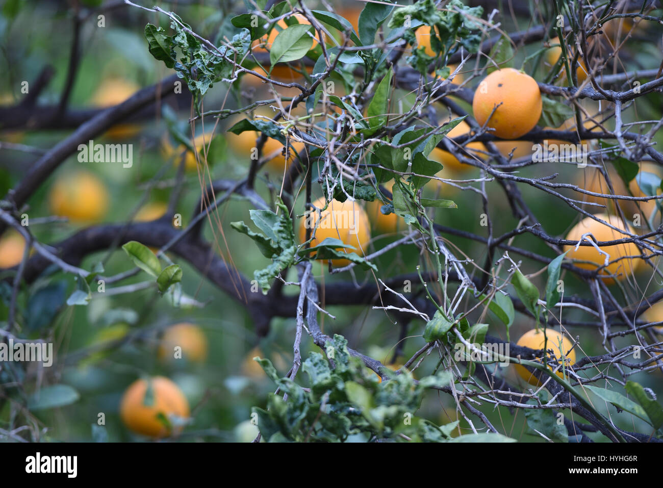 Sunlight on orange tree with oranges Stock Photo
