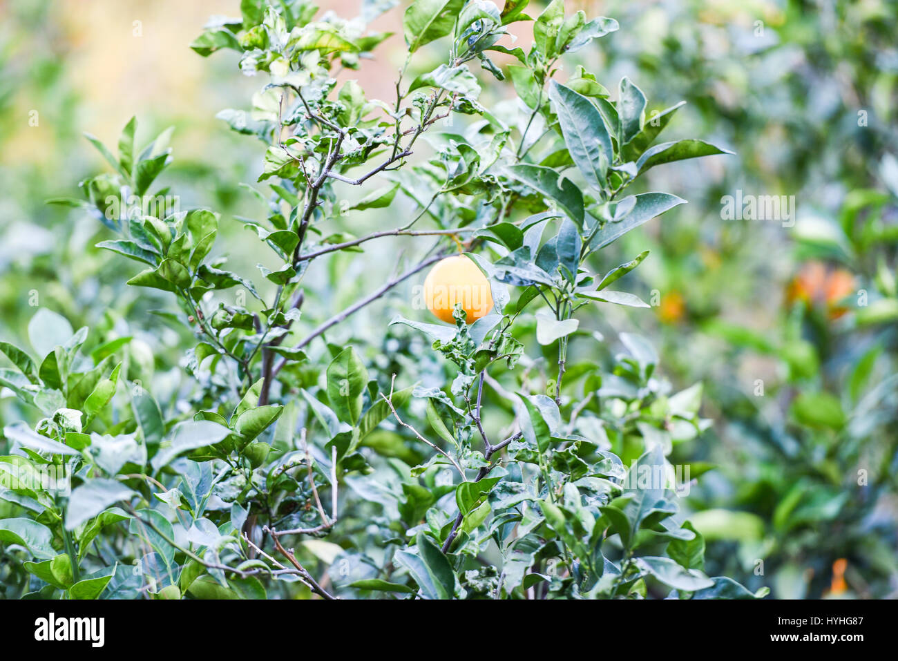 Sunlight on orange tree with oranges Stock Photo Alamy