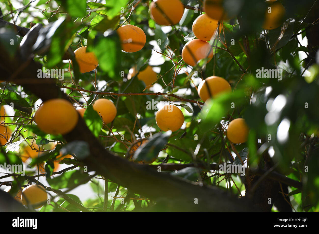 Many oranges growing in trees Stock Photo Alamy