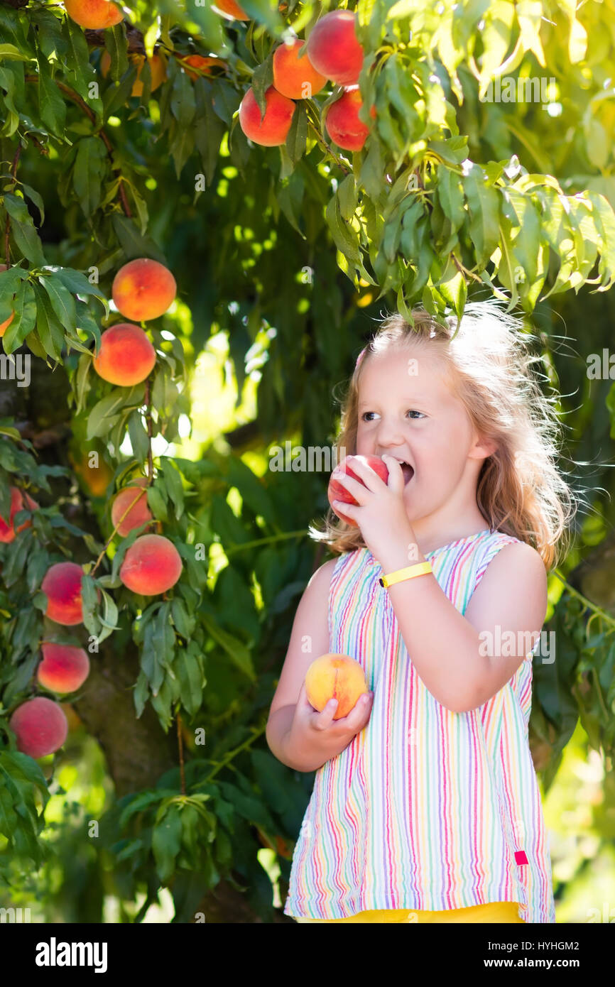 Little girl picking and eating fresh ripe peach from tree on organic
