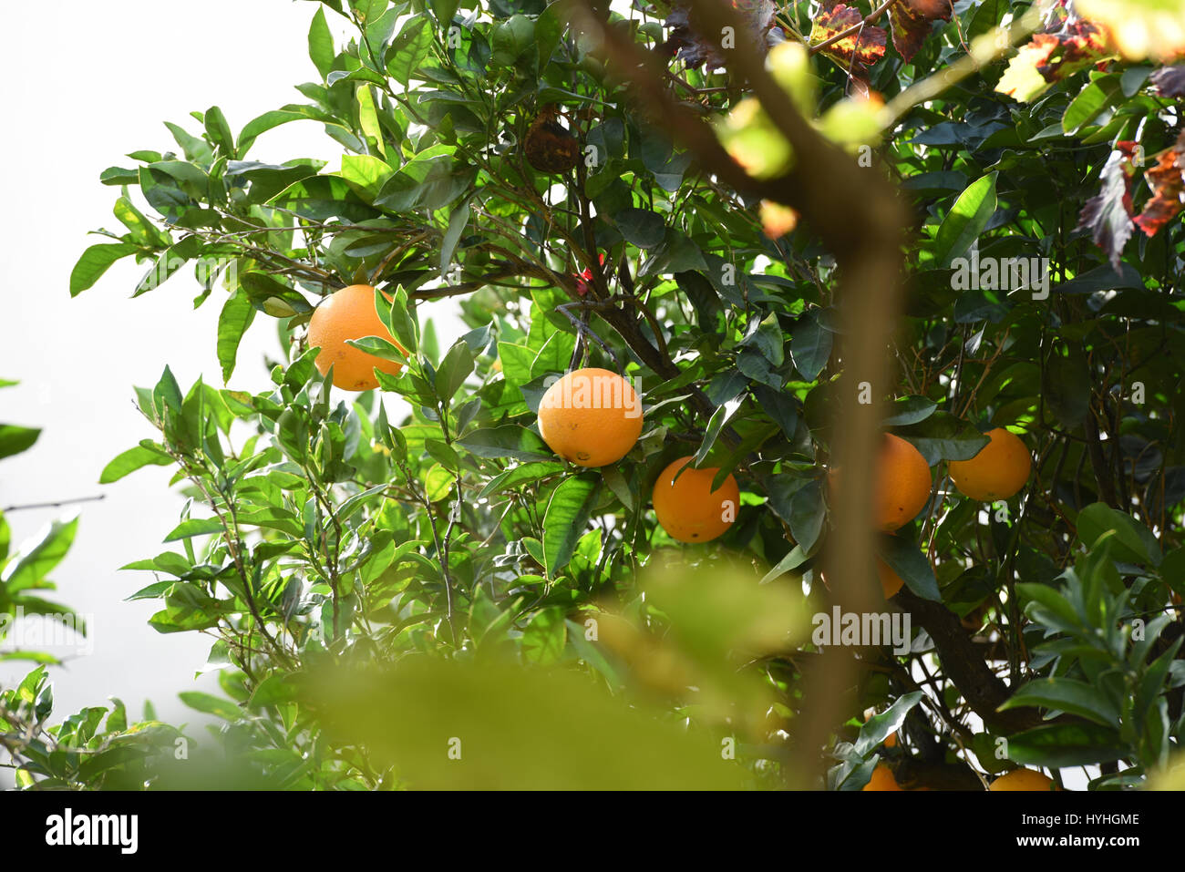 Many oranges growing in trees Stock Photo Alamy