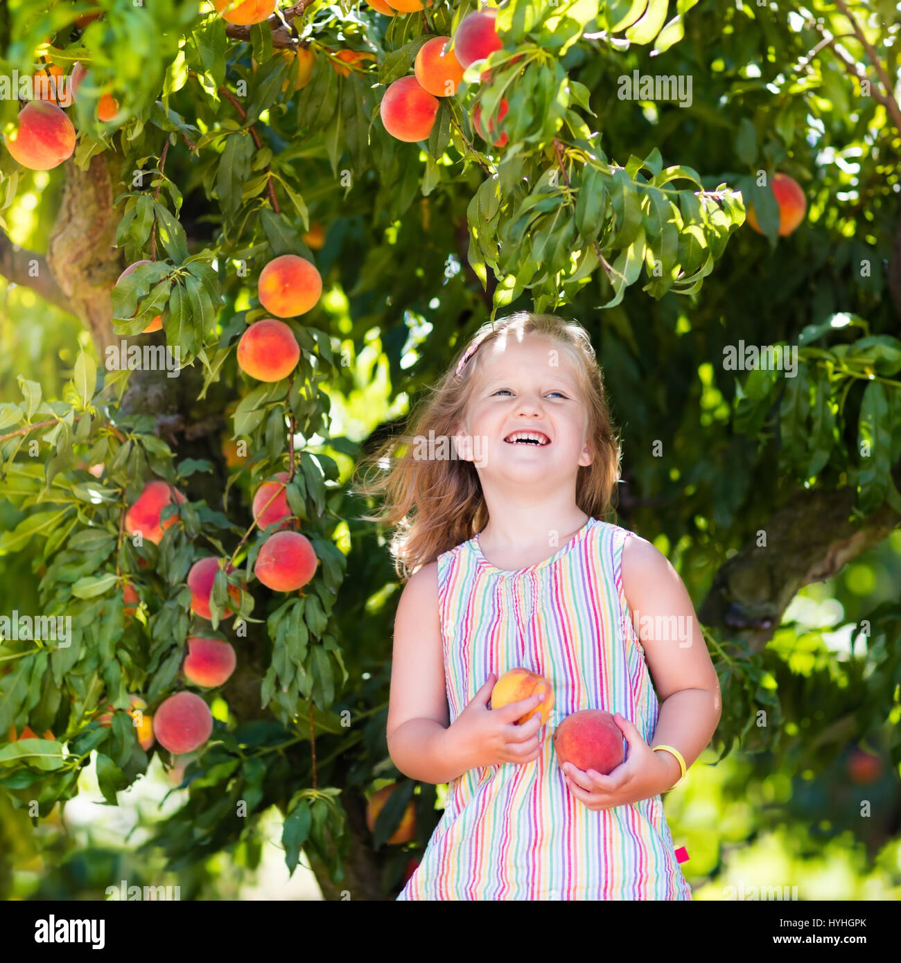 Little girl picking and eating fresh ripe peach from tree on organic ... for Fruit Farm Photography
51ane Little girl picking and eating fresh ripe peach from tree on organic ... for Fruit Farm Photography
51ane