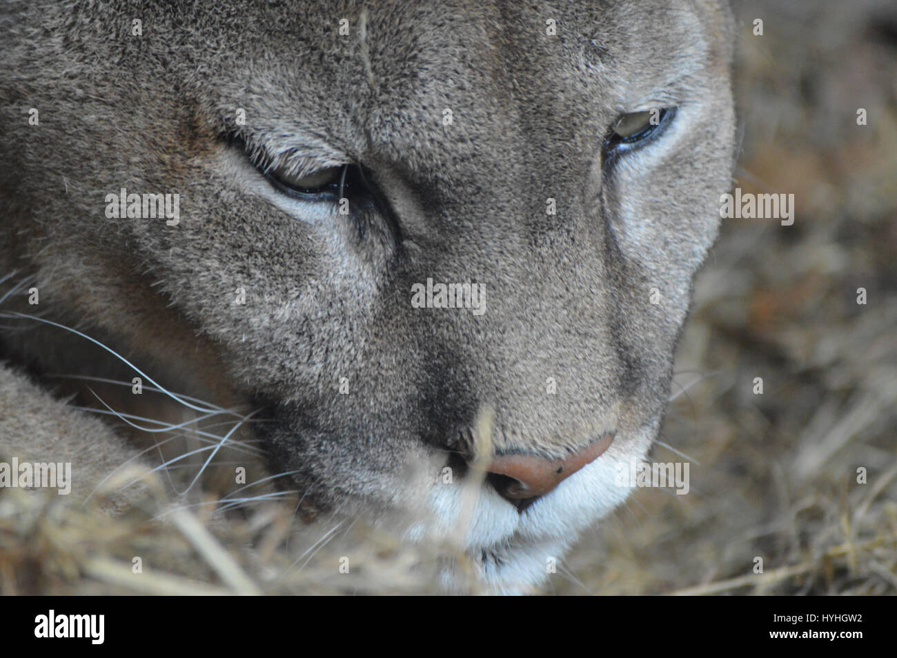 The puma hi-res stock photography and images - Page 24 - Alamy