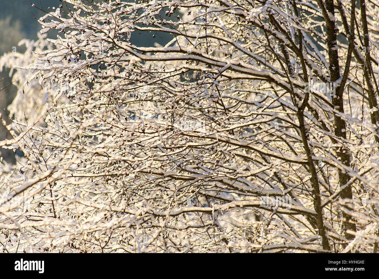 snowy winter trees on bright blue sky background Stock Photo - Alamy