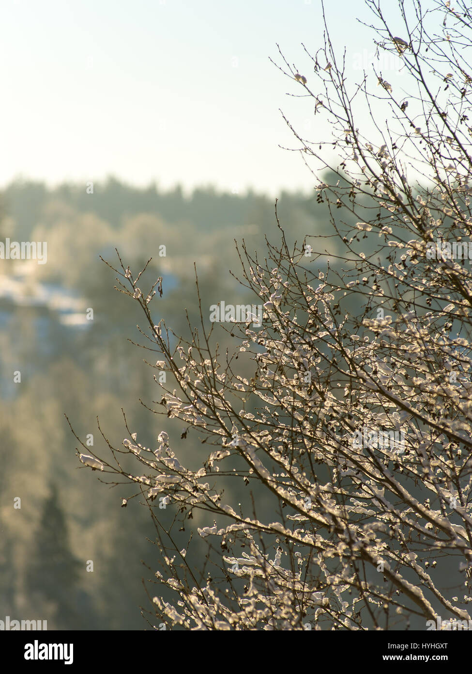 snowy winter trees on bright blue sky background Stock Photo - Alamy