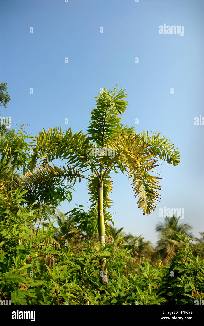Areca nut tree Stock Photo