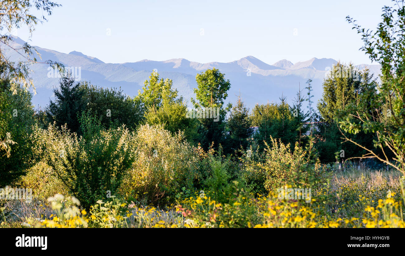 sunny meadow with flowers and green grass in summer at countryside ...