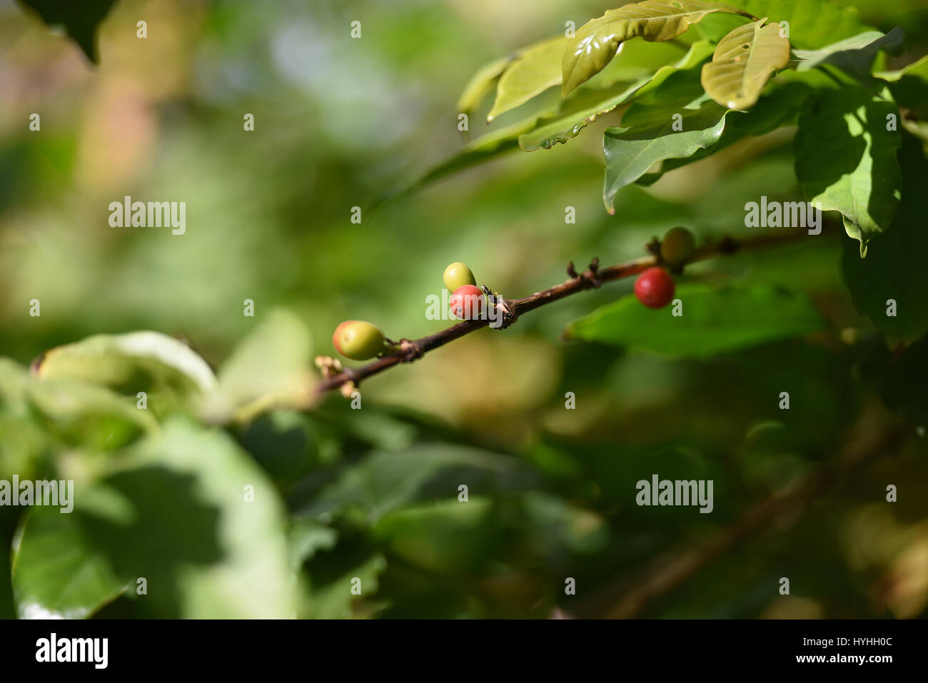 Coffee berries ripe process Stock Photo Alamy
