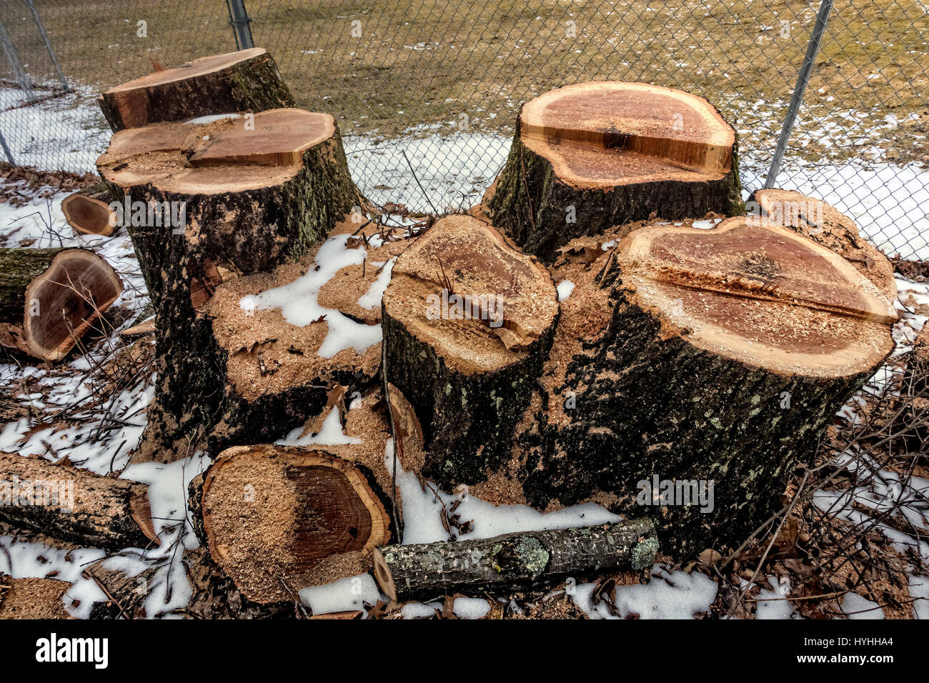 tree with multiple cut trunk stumps Stock Photo