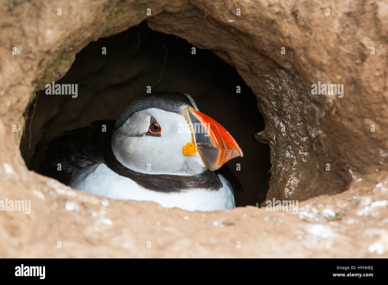Atlantic Puffin (Fratercula arctica) peering out from burrow Stock Photo