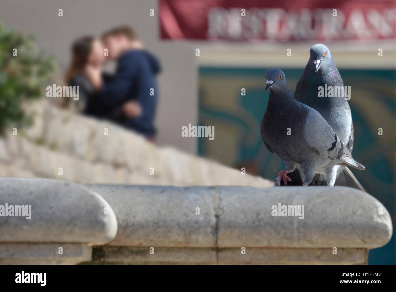 Juxtaposition of a kissing couple in the background, countered by mating pigeons in the foreground. Stock Photo