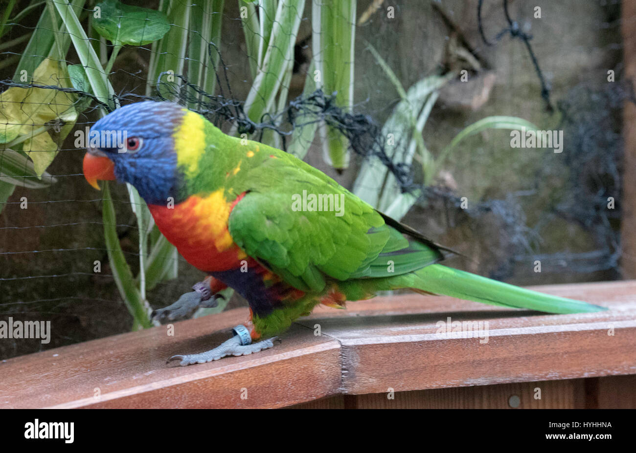 Colchester Zoo Bird High Resolution Stock Photography and Images - Alamy