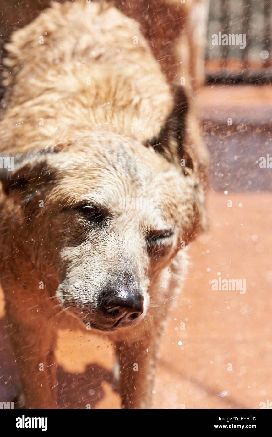 Shepherd dog shaking fur after taking shower. Big dog washing service Stock Photo