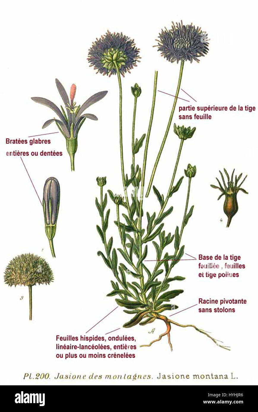 Jasione montana, commonly known as the sheep's bit or bluebell, is a  flowering plant species native to Europe. It is found in various grassland  habitats and is recognized for its vibrant blue