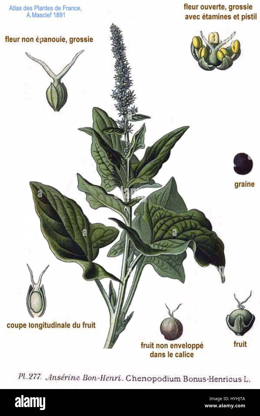 277 Chenopodium bonus henricus L Stock Photo