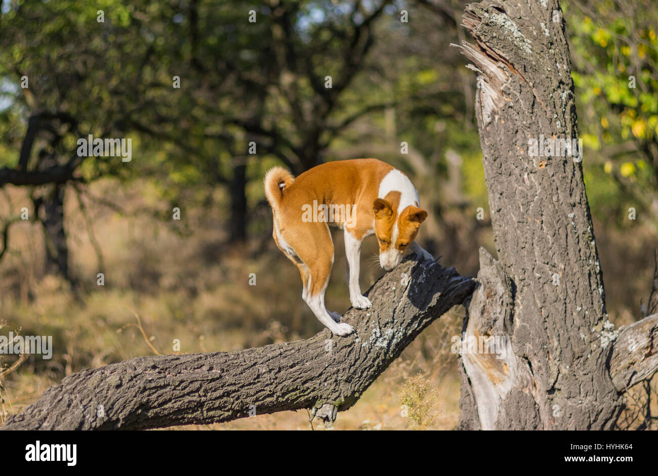 Wild Basenji dog climbs nearest tree at fall season Stock Photo