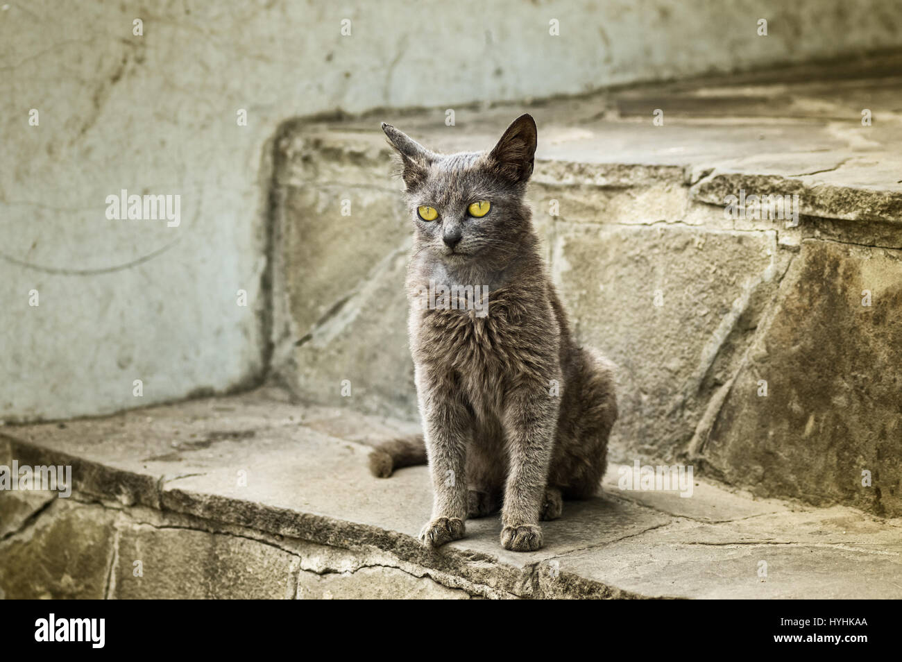 Portrait of alien cat with yellow eyes sitting on a footstep Stock Photo