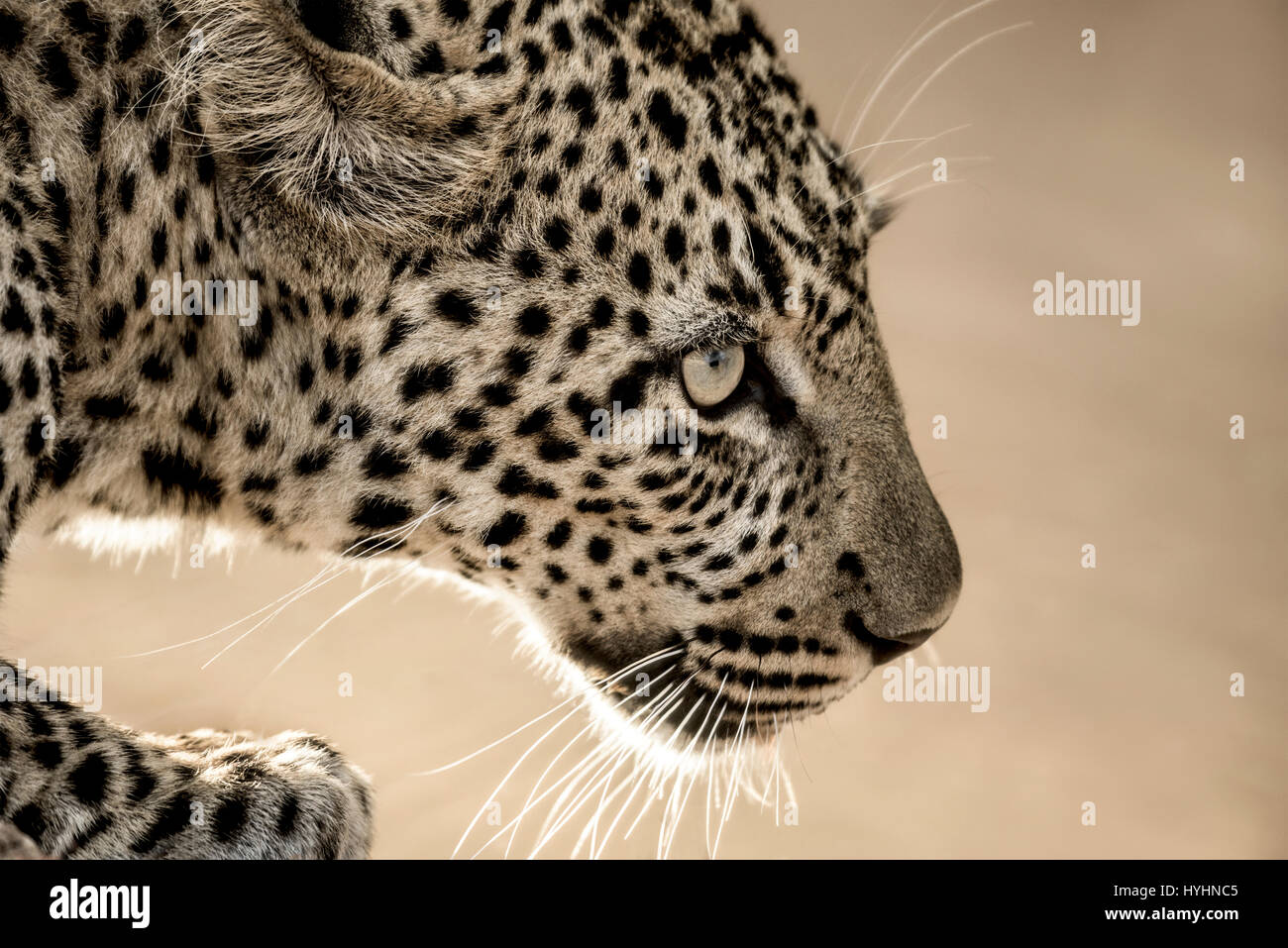 Serengeti leopard close up hi-res stock photography and images - Alamy