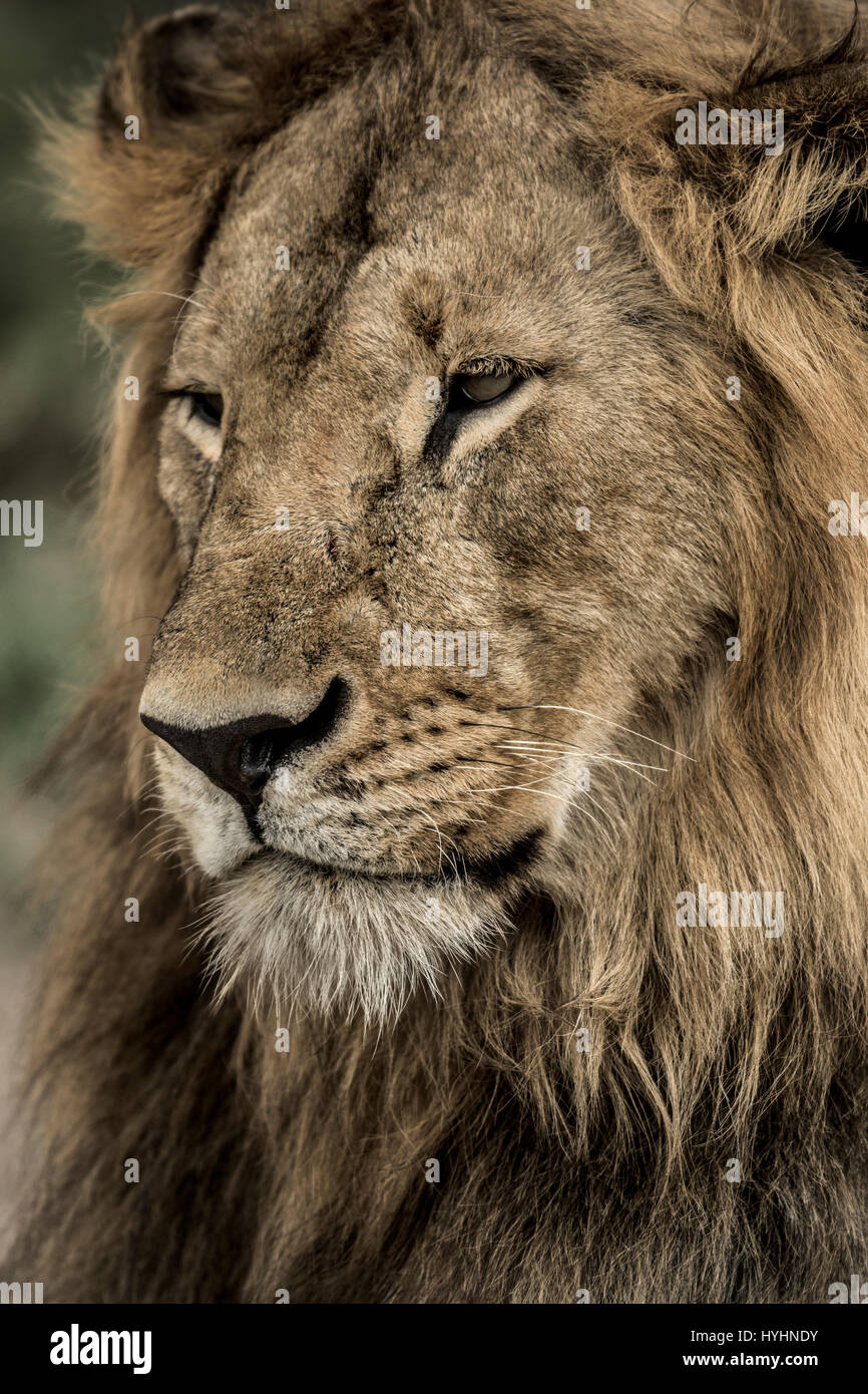 Male lion headshot looking up hi-res stock photography and images - Alamy