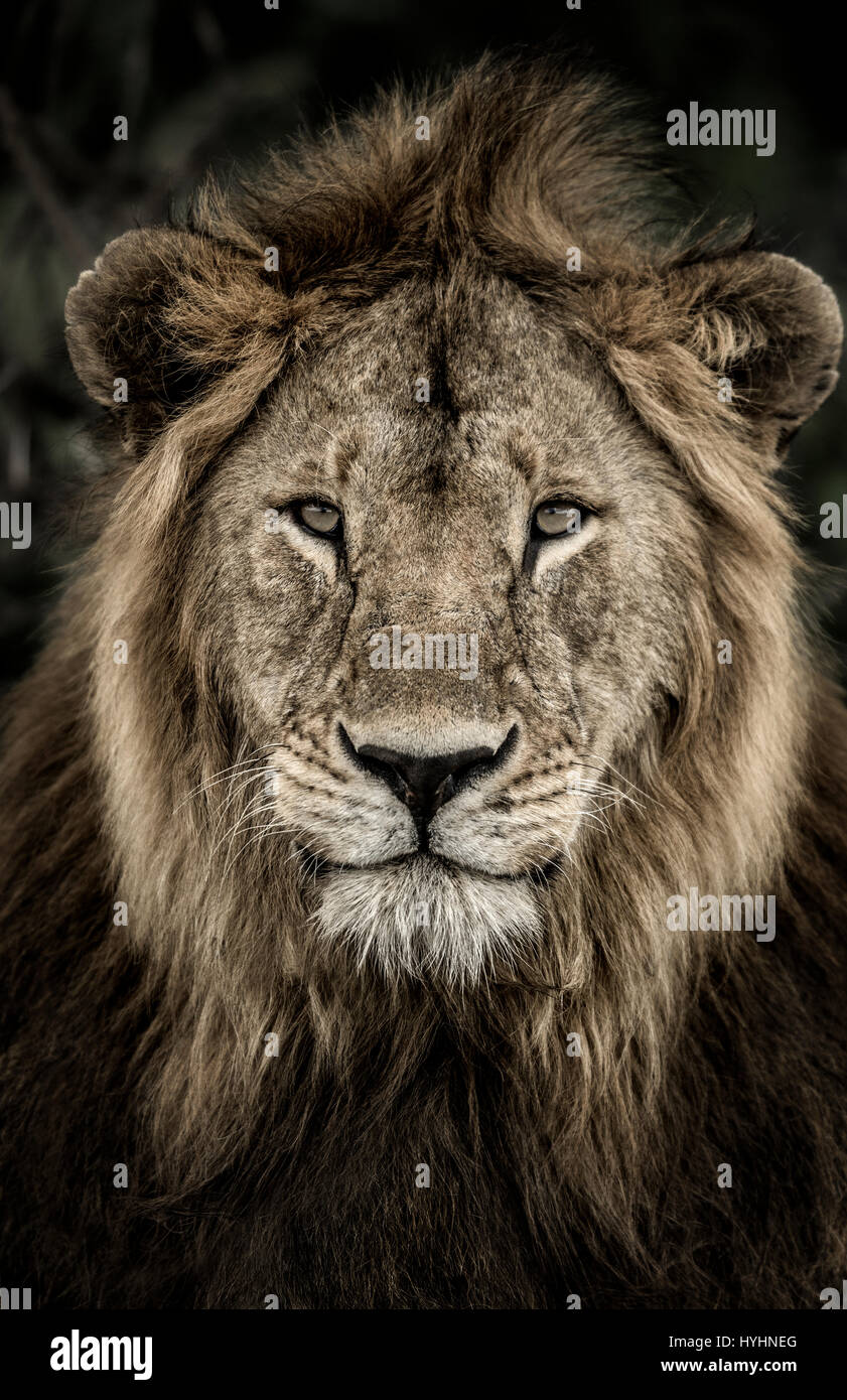 Male lion headshot looking up hi-res stock photography and images - Alamy