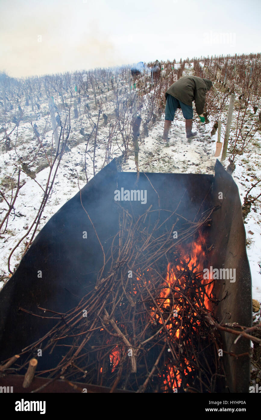 France, Cher, region of Sancerre, Bue, vineyards of Sancerre in winter under the snow, burning vine shoots after pruning Stock Photo