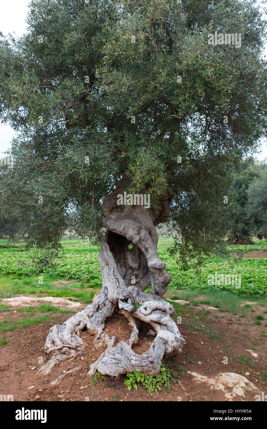 ancient olive trees, Contrada Coccaro, Savelletri di Fasano, Brindisi province, Puglia, Italy, Europe Stock Photo