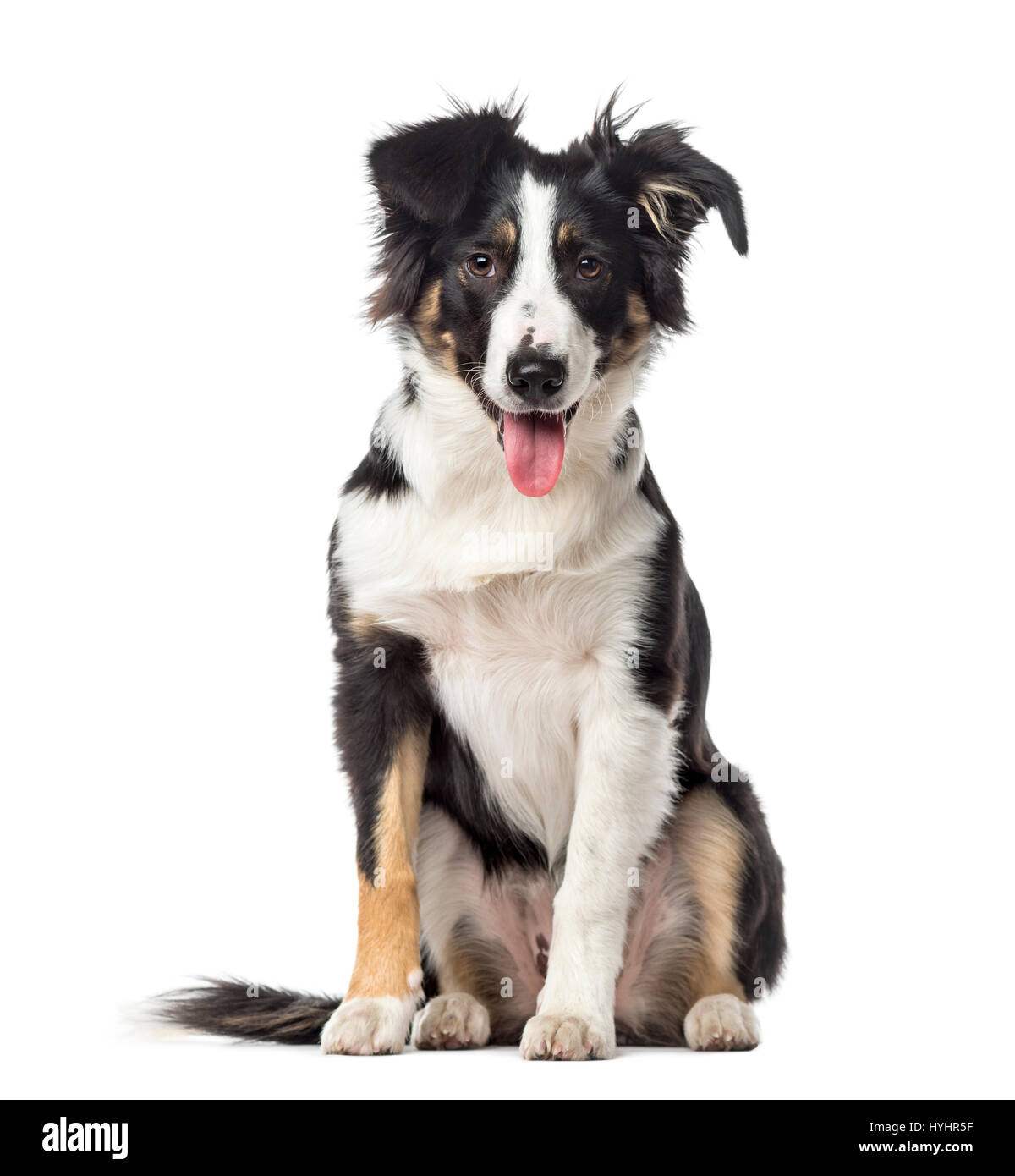 Puppy Border Collie panting, 5 months old, isolated on white Stock Photo Alamy