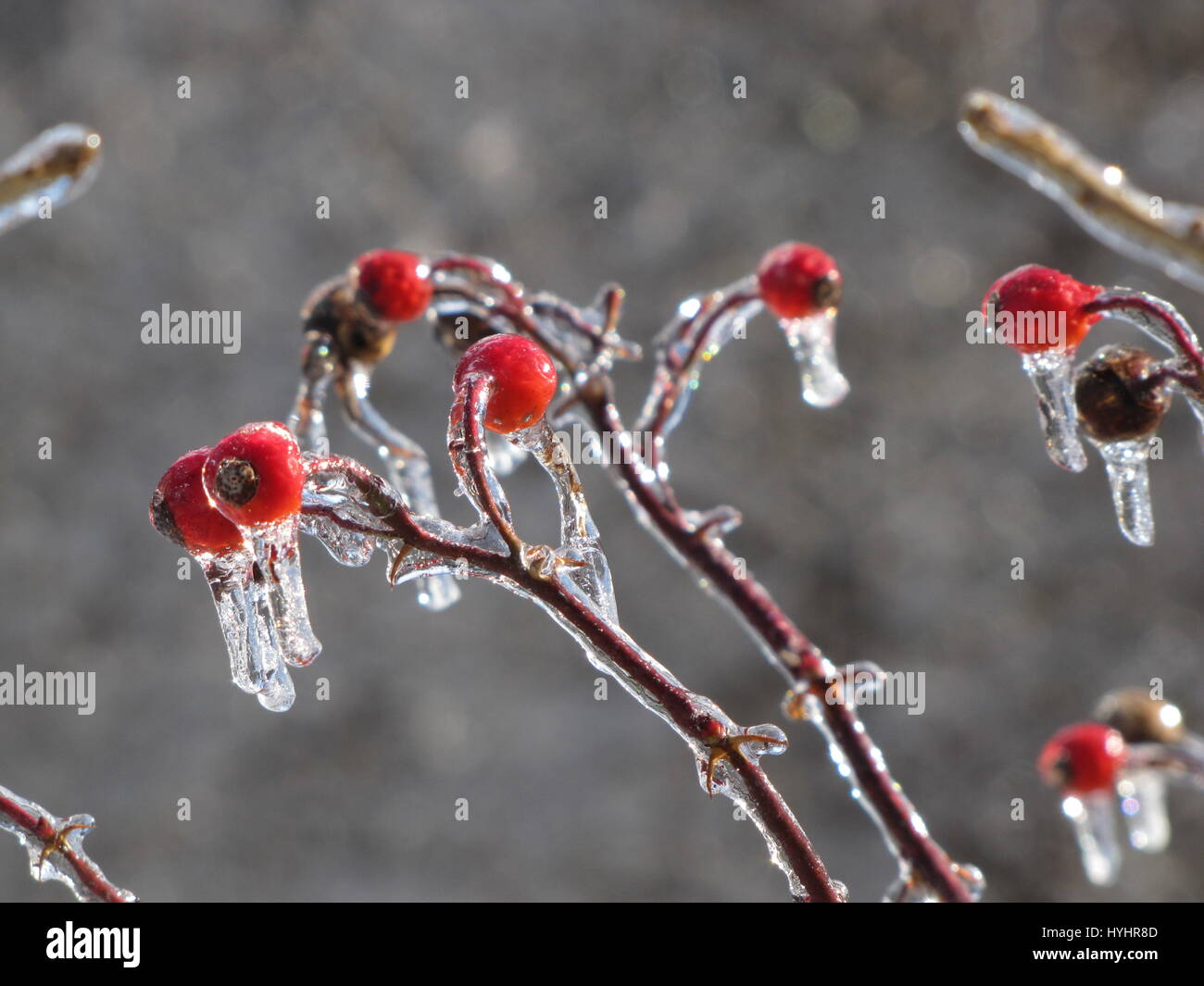 Rose hips with ice Stock Photo