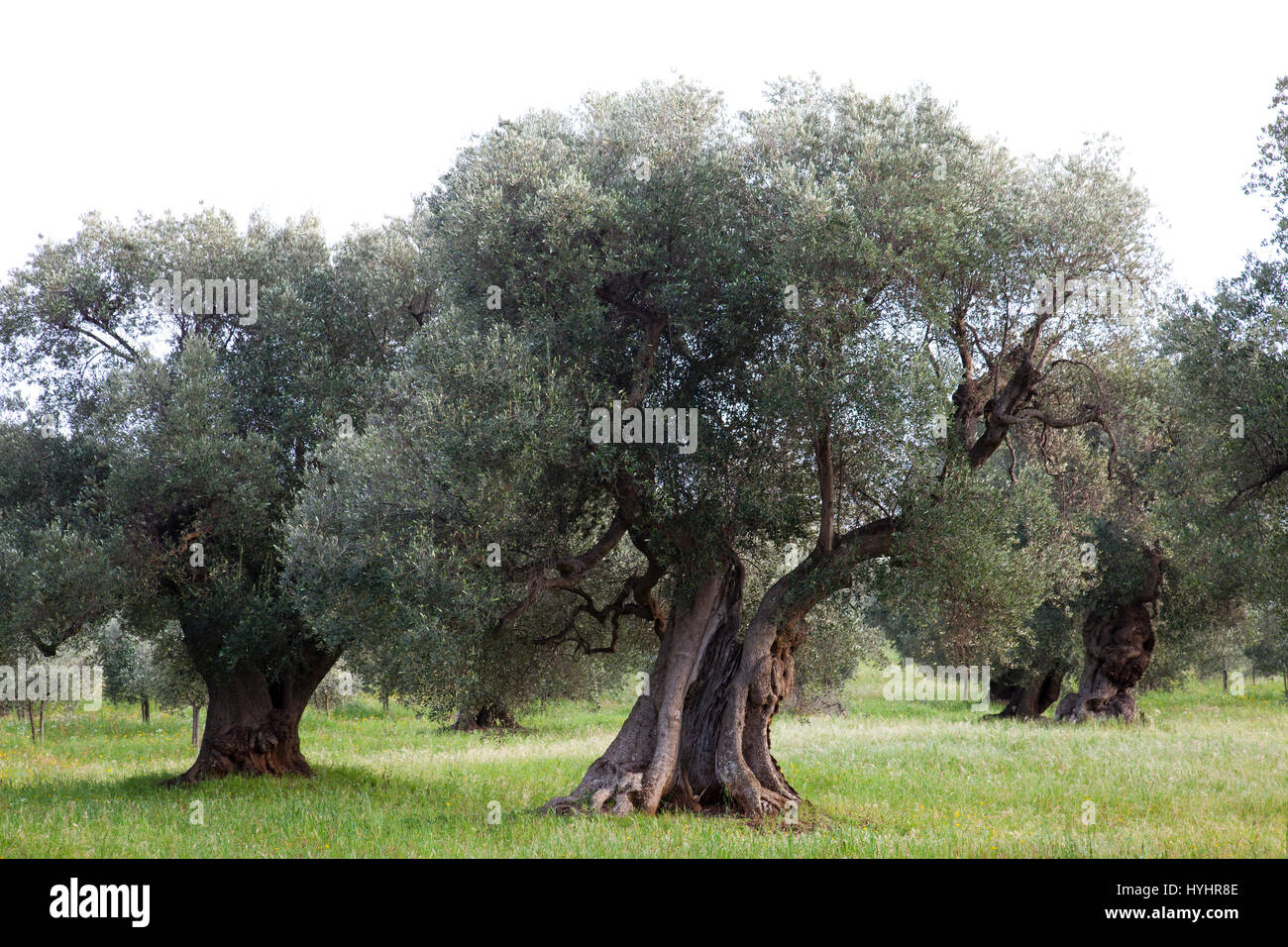 ancient olive trees, Masseria Il Frantoio, Ostuni, Puglia, Italy, Europe Stock Photo