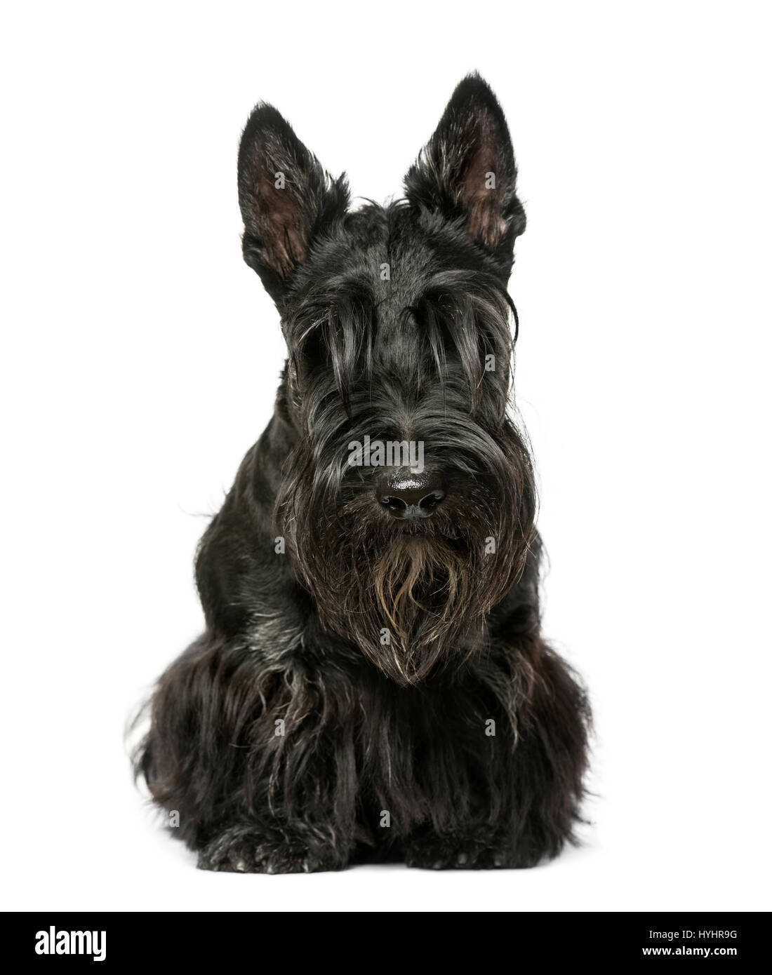 Scottish terrier sitting, 9 months old, isolated on white Stock Photo