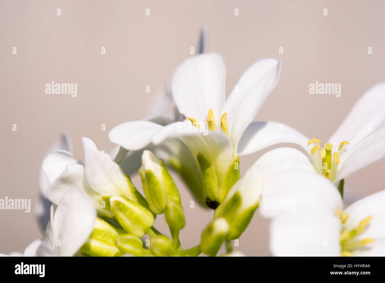Iberis flowers in close up Stock Photo