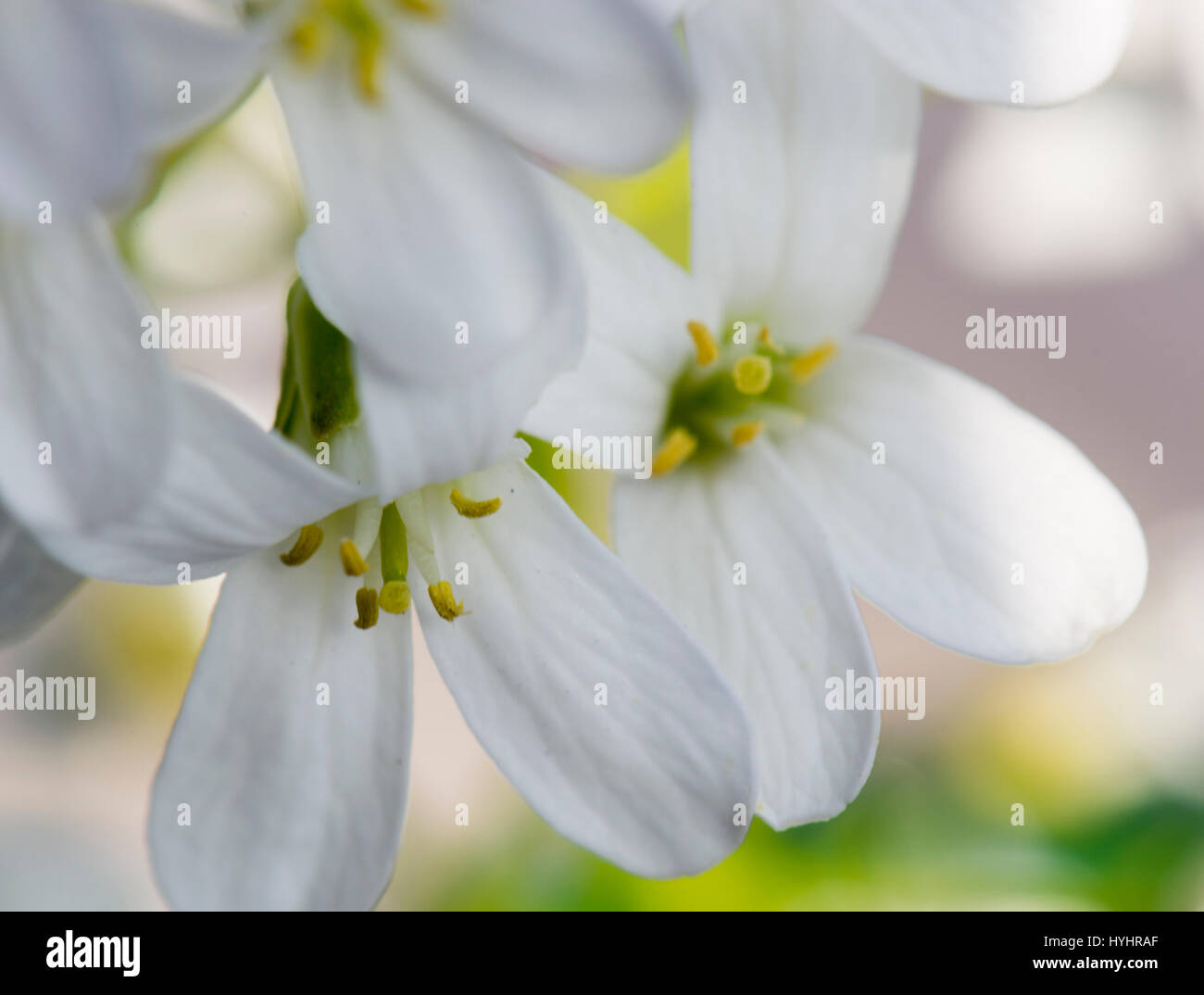 Iberis flowers in close up Stock Photo