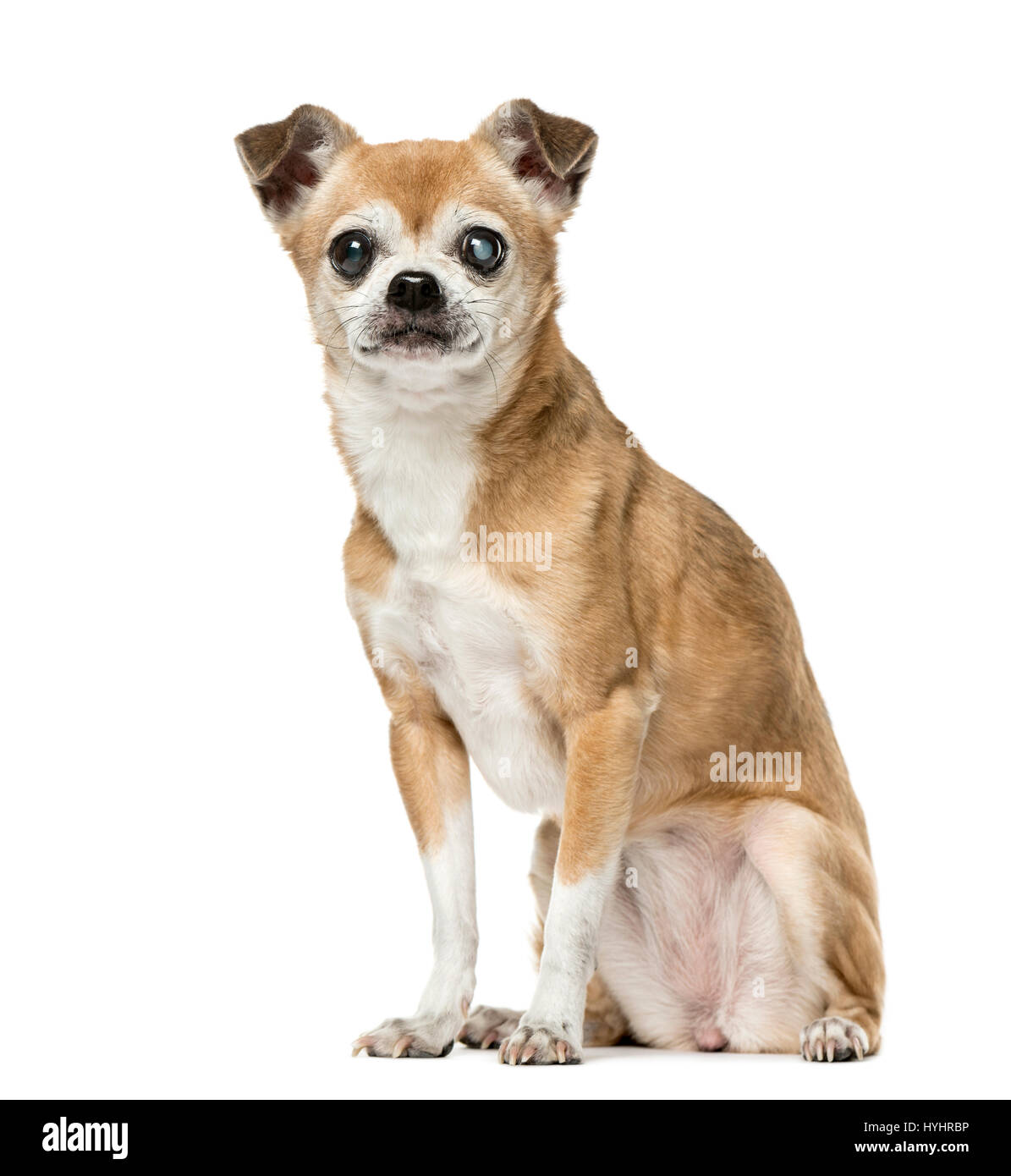 Chihuahua with eye disease sitting,12 years old, isolated on white Stock Photo