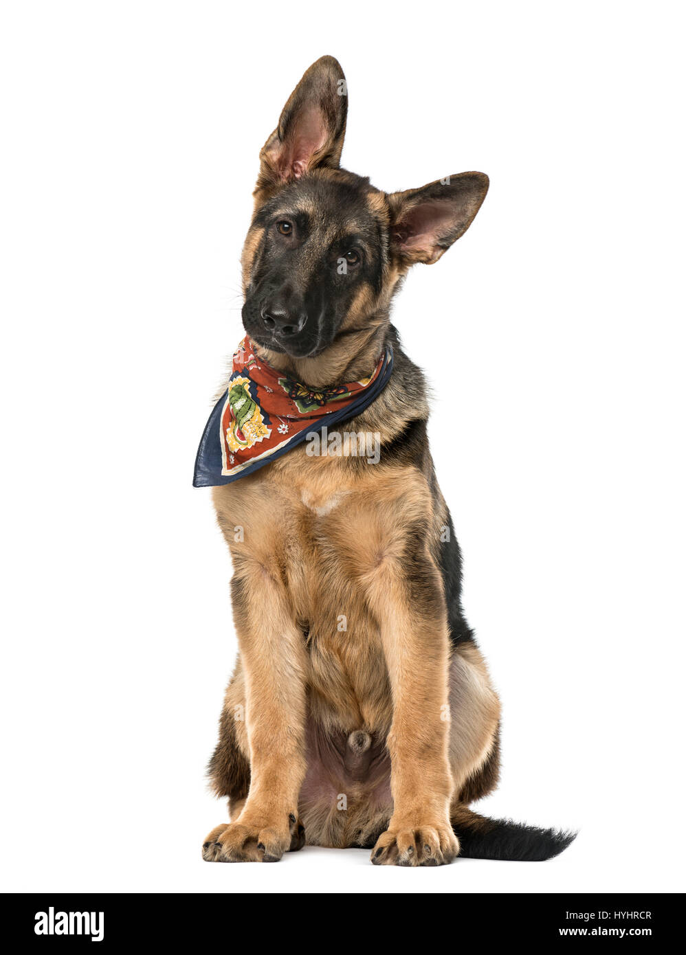 German shepherd with scarf hi-res stock photography and images - Alamy