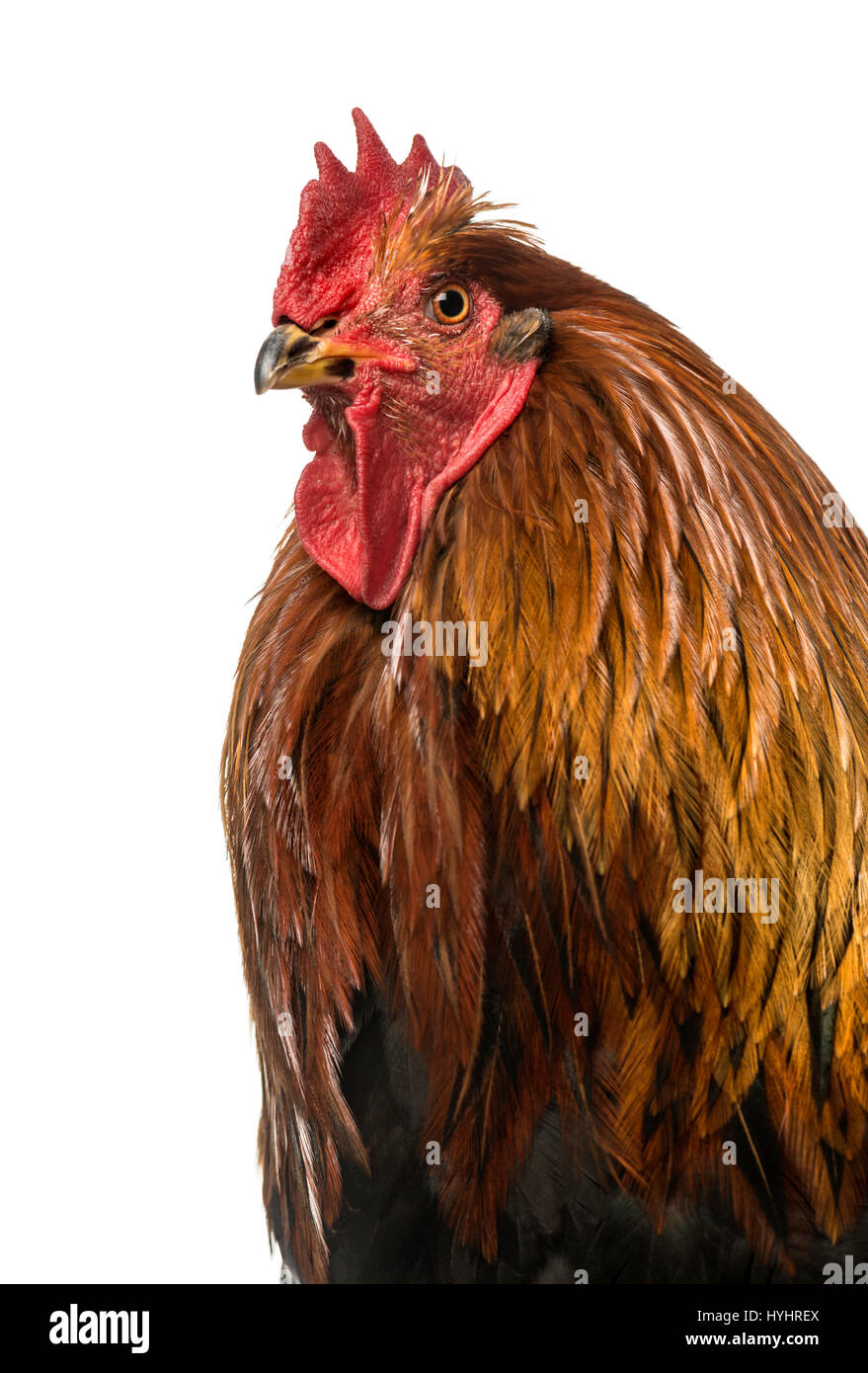 Rooster, 2 years old, isolated on white Stock Photo