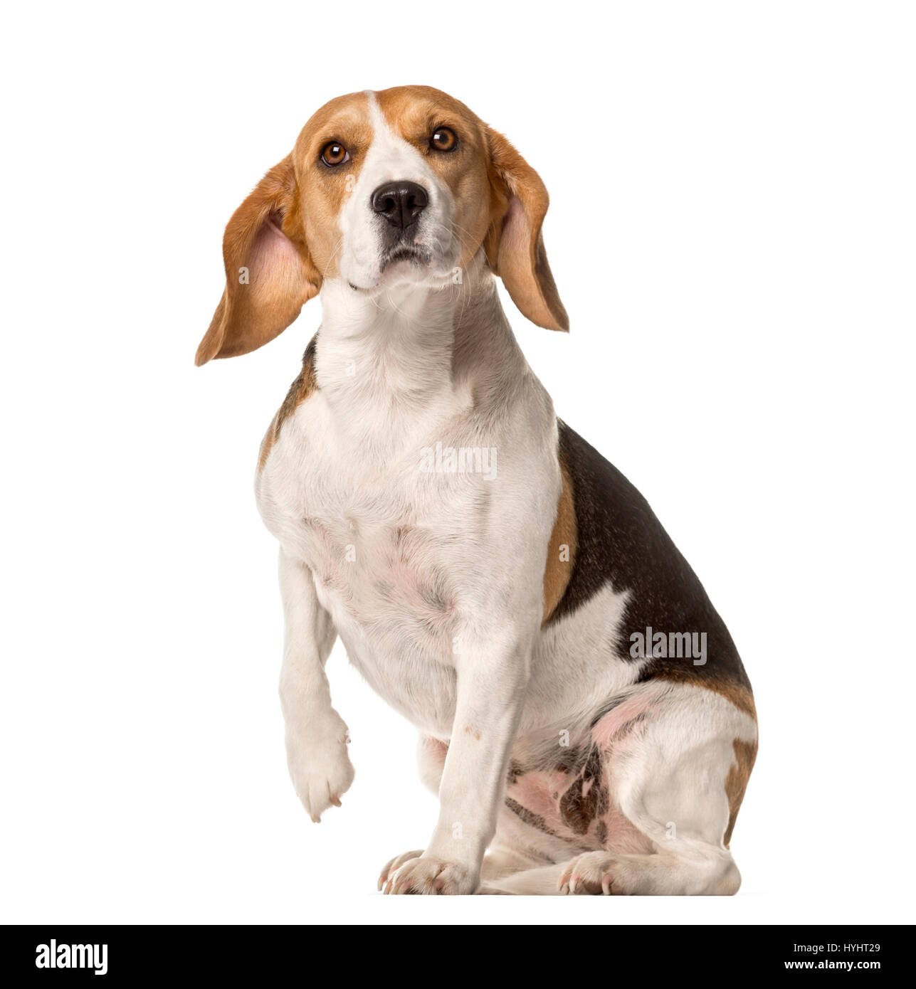 Lifting paw hires stock photography and images Alamy