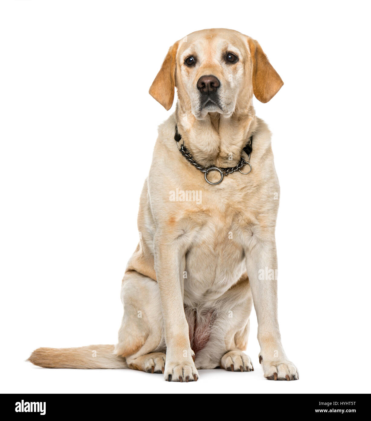 7 year hotsell old labrador