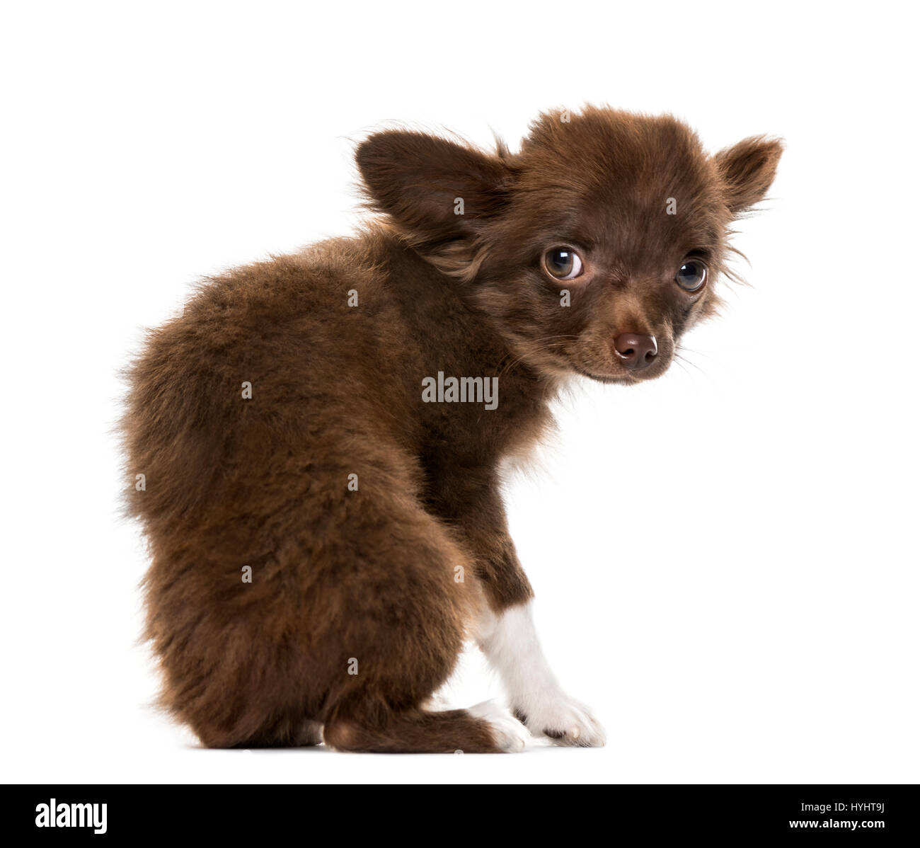Fearful puppy Chihuahua sitting, 4 months old , isolated on white Stock Photo
