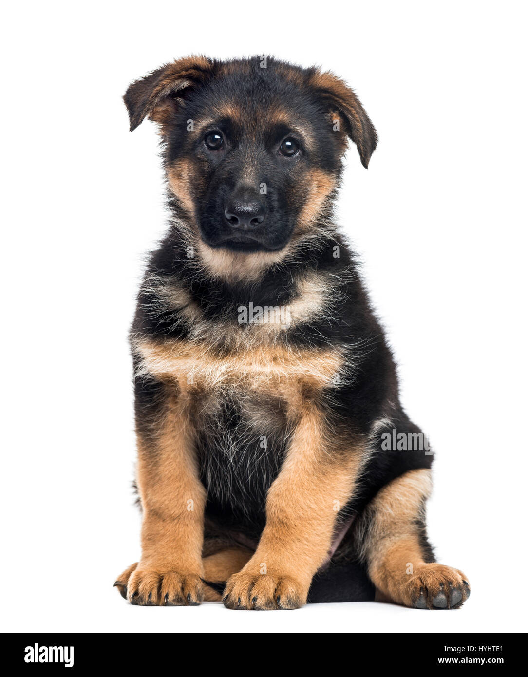 2 Months Old German Shepherd Puppy High Resolution Stock Photography and  Images - Alamy