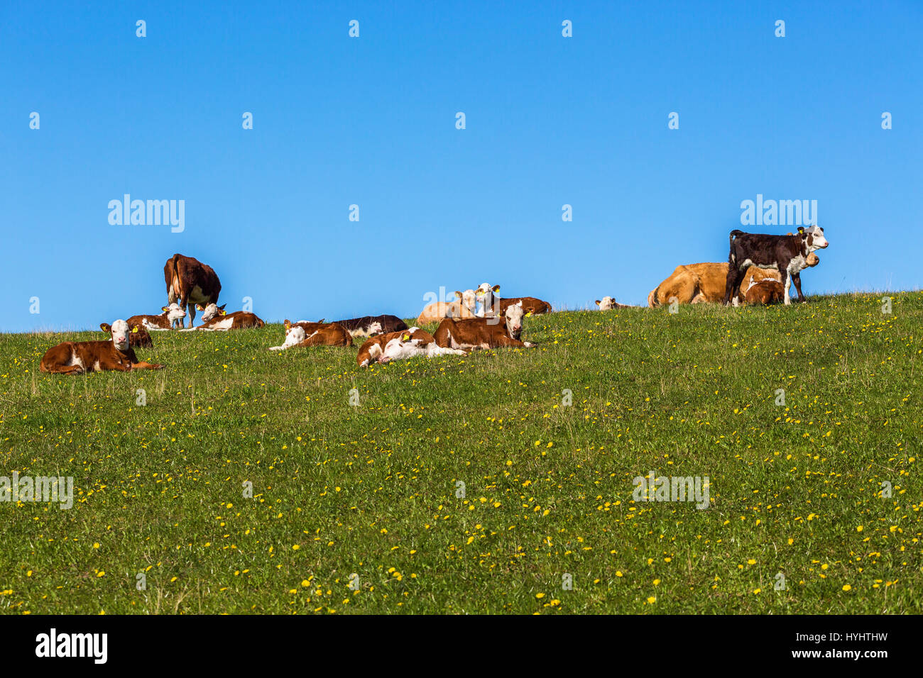 Cows with calves lying and resting in a meadow Stock Photo - Alamy