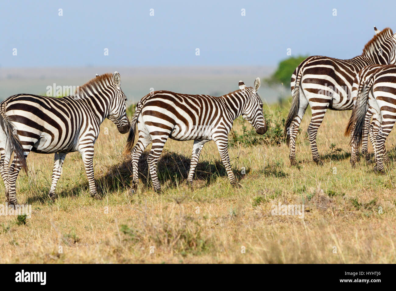 The savannah in the masai mara hi-res stock photography and images - Alamy