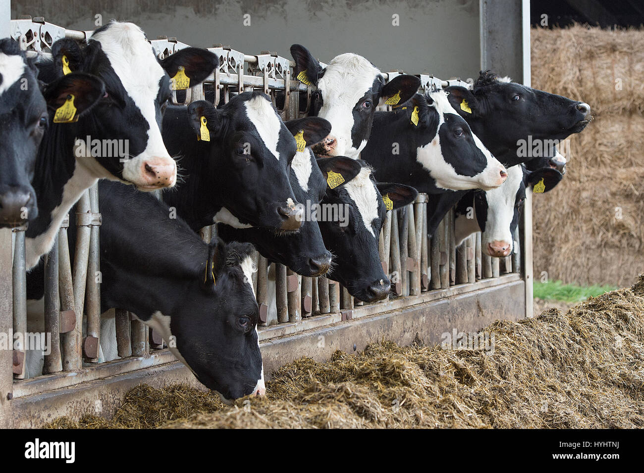 dairy cows eating in a barn Stock Photo