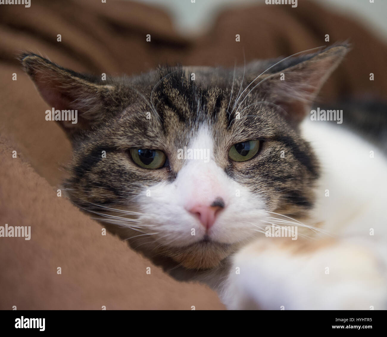 annoyed cat looking at camera Stock Photo