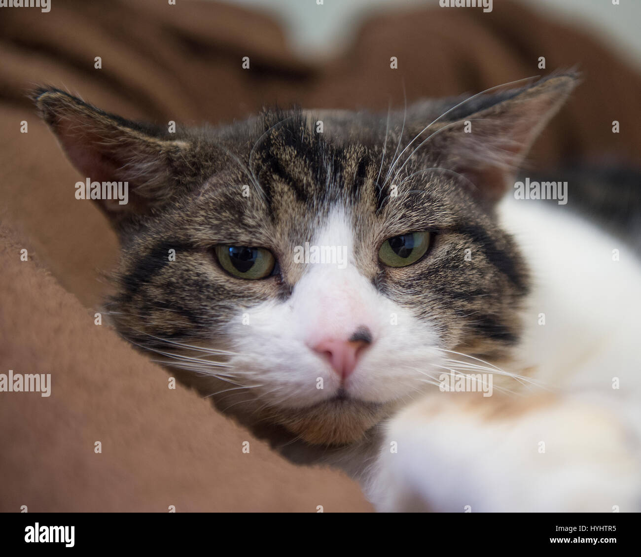 Angry Cat Face, Close Up, Looking Straight into Camera Stock Image