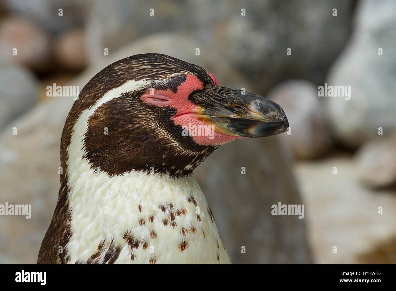 photo portrait of a Humboldt Penguin sleeping Stock Photo