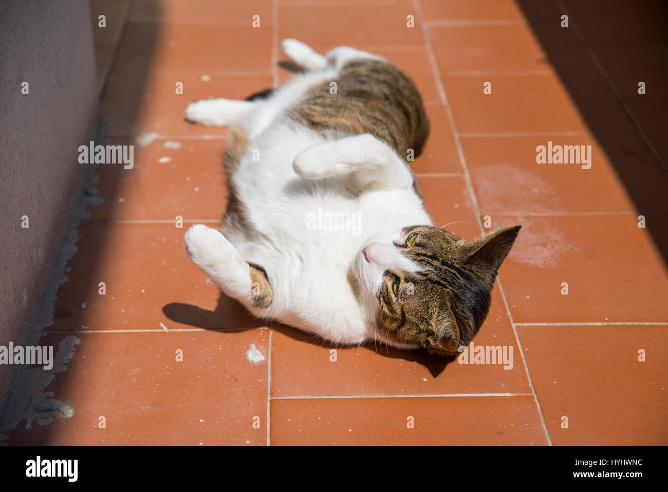 Tabby and white cat lying sunbathing Stock Photo - Alamy